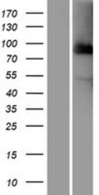 Western Blot: Cdc27 Overexpression Lysate (Adult Normal) [NBP2-09390] Left-Empty vector transfected control cell lysate (HEK293 cell lysate); Right -Over-expression Lysate for Cdc27.