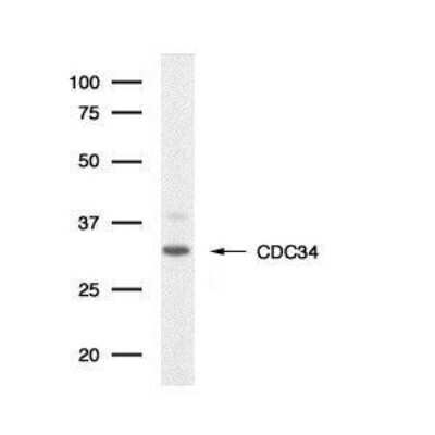 Western Blot: Cdc34 Antibody (90.12) [NB500-110] - Detection of human CDC34 protein in DU145 whole cell lysate.