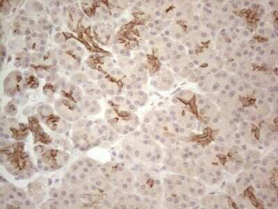 Immunohistochemistry: Cdc6 Antibody (OTI1A4) - Azide and BSA Free [NBP2-70383] - Analysis of Human pancreas tissue. (Heat-induced epitope retrieval by 1mM EDTA in 10mM Tris buffer (pH8.5) at 120C for 3 min)