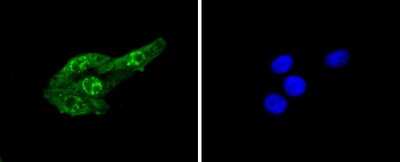 Immunocytochemistry/Immunofluorescence: Cdc6 [p Ser54] Antibody (SD08-47) [NBP2-67830] - Staining Phospho-Cdc6(S54) in HepG2 cells (green). The nuclear counter stain is DAPI (blue). Cells were fixed in paraformaldehyde, permeabilised with 0.25% Triton X100/PBS.