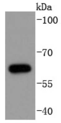 Western Blot: Cdc6 [p Ser54] Antibody (SD08-47) [NBP2-67830] - Analysis of Phospho-Cdc6(S54) on Jurkat cells lysates using anti-Phospho-Cdc6(S54) antibody at 1/1,000 dilution.