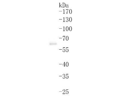 Western Blot: Cdc6 [p Ser54] Antibody (SD08-47) [NBP2-67830] - Analysis of Cdc6 [p Ser54] on Hela cell lysates. Proteins were transferred to a PVDF membrane and blocked with 5% BSA in PBS for 1 hour at room temperature. The primary antibody (1/500) was used in 5% BSA at room temperature for 2 hours. Goat Anti-Rabbit IgG - HRP Secondary Antibody at 1:200,000 dilution was used for 1 hour at room temperature.
