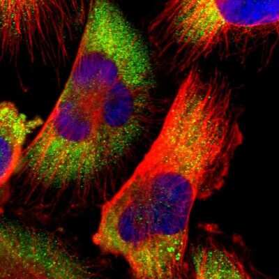 Immunocytochemistry/Immunofluorescence: Cdk3 Antibody [NBP1-86496] - Immunofluorescent staining of human cell line U-251 MG shows localization to cytosol.