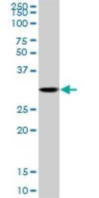 Western Blot: Cdk3 Antibody [H00001018-D01P] - Analysis of CDK3 expression in mouse brain.