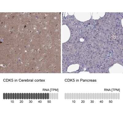 Immunohistochemistry-Paraffin: Cdk5 Antibody [NBP2-55870] - Staining in human cerebral cortex and pancreas tissues using anti-CDK5 antibody. Corresponding CDK5 RNA-seq data are presented for the same tissues.