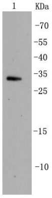 Western Blot: Cdk5 Antibody (SR39-01) [NBP2-67319] - Analysis of Cdk5 on Hela cell lysates using anti-Cdk5 antibody at 1/500 dilution.