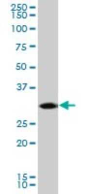 Western Blot: Cdk5 Antibody [H00001020-B02P] - Analysis of CDK5 expression in rat brain.