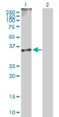Western Blot: Cdk5 Antibody [H00001020-D01P] - Analysis of CDK5 expression in transfected 293T cell line by CDK5 polyclonal antibody.Lane 1: CDK5 transfected lysate(33.30 KDa).Lane 2: Non-transfected lysate.