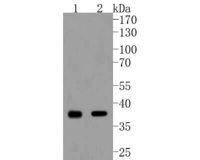 Western Blot: Cdk6 Antibody (SD20-50) [NBP2-67758] - Western blot analysis of Cdk6 on different lysates. Proteins were transferred to a PVDF membrane and blocked with 5% BSA in PBS for 1 hour at room temperature. The primary antibody (1/500) was used in 5% BSA at room temperature for 2 hours. Goat Anti-Rabb