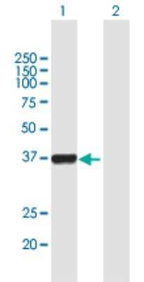 Western Blot: Cdk6 Antibody [H00001021-B02P] - Analysis of CDK6 expression in transfected 293T cell line by CDK6 polyclonal antibody.  Lane 1: CDK6 transfected lysate(35.86 KDa). Lane 2: Non-transfected lysate.