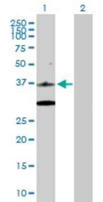 Western Blot: Cdk6 Antibody [H00001021-D01P] - Analysis of CDK6 expression in transfected 293T cell line by CDK6 polyclonal antibody.Lane 1: CDK6 transfected lysate(36.90 KDa).Lane 2: Non-transfected lysate.