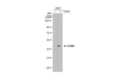 Western Blot: Cdk6 Antibody [NBP2-15846] - Non-transfected (-) and transfected (+) 293T whole cell extracts (30 ug) were separated by 10% SDS-PAGE, and the membrane was blotted with Cdk6 antibody diluted at 1:1000. HRP-conjugated anti-rabbit IgG antibody was used to detect the primary antibody.