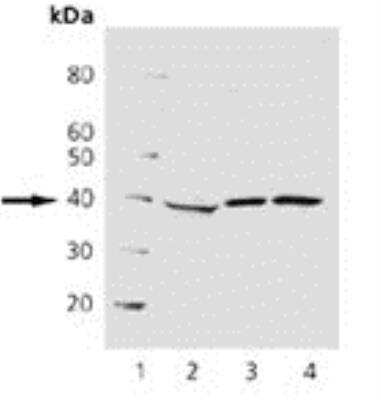 Western Blot: Cdk7 Antibody (MO1) [NBP1-19212] -  Lane 1: MW, Lane 2: MCF-7, Lane 3: HeLa, Lane 4: A431