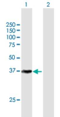 Western Blot: Cdk7 Antibody [H00001022-B01P] - Analysis of CDK7 expression in transfected 293T cell line by CDK7 polyclonal antibody.  Lane 1: CDK7 transfected lysate(38.06 KDa). Lane 2: Non-transfected lysate.