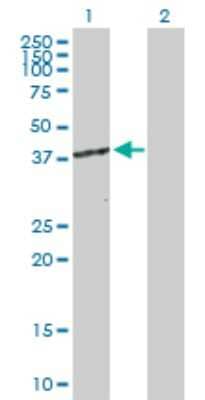 Western Blot: Cdk7 Antibody [H00001022-D01P] - Analysis of CDK7 expression in transfected 293T cell line by CDK7 polyclonal antibody.Lane 1: CDK7 transfected lysate(39.00 KDa).Lane 2: Non-transfected lysate.