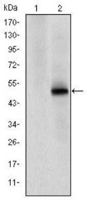 Western Blot: Cdk9 Antibody (1B5A7) [NBP2-37601] - Western blot analysis using CDK9 mAb against HEK293 (1) and CDK9(AA: 178-369)-hIgGFc transfected HEK293 (2) cell lysate.