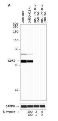 Simple Western: Cdk9 Antibody (SD204-07) [NBP2-67811] - Simple Western Wes data showing knockdown of both CDK9 isoforms using CDK9 antibody (# NBP2-67811) after THAL SNS 032 (Tocris Cat. No. 6532) treatment of MOLT-4 cells (4 h incubation). GAPDH (# AF5718) was used as a loading control. Protein quantification (relative to DMSO-only control) is shown beneath the corresponding lane.