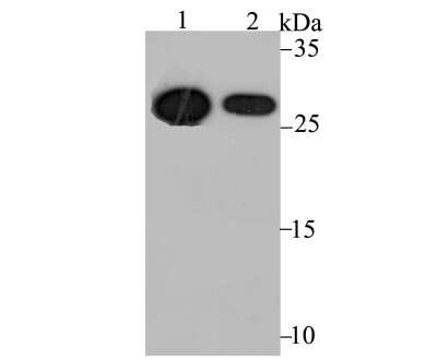 Western Blot: Cdx1 Antibody (JG38-50) [NBP2-75437] - Analysis of Cdx1 on human small intestine tissue (1) and CRC cell (2) lysate using anti-Cdx1 antibody at 1/1,000 dilution.