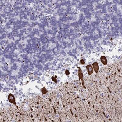 Immunohistochemistry: Cdx4 Antibody [NBP2-31643] - Staining of human cerebellum shows strong cytoplasmic positivity in Purkinje cells.