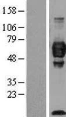 Western Blot: Cell adhesion molecule 4 Overexpression Lysate (Adult Normal) [NBL1-08639] Left-Empty vector transfected control cell lysate (HEK293 cell lysate); Right -Over-expression Lysate for Cell adhesion molecule 4.