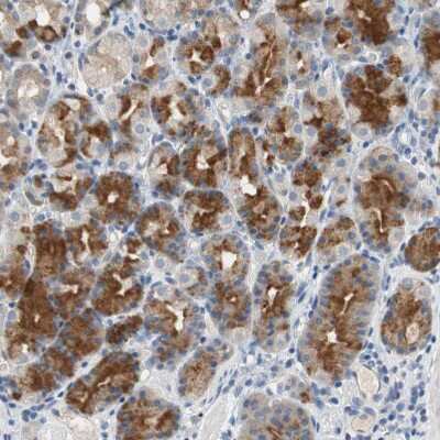 Immunohistochemistry-Paraffin: Centaurin alpha 1 Antibody [NBP1-88097] - Staining of human Stomach shows strong cytoplasmic positivity in glandular cells.