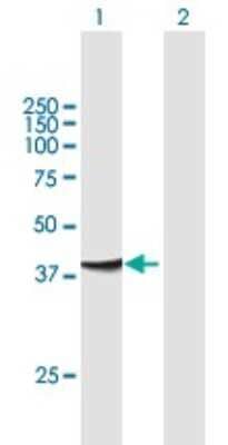Western Blot: Centaurin alpha 1 Antibody [H00011033-B01P] - Analysis of ADAP1 expression in transfected 293T cell line by ADAP1 polyclonal antibody.  Lane 1: CENTA1 transfected lysate(41.14 KDa). Lane 2: Non-transfected lysate.