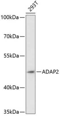 Western Blot: Centaurin alpha 2 Antibody [NBP2-92057] - Analysis of extracts of 293T cells, using Centaurin alpha 2 .Exposure time: 90s.
