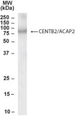 Western Blot: Centaurin beta 2 Antibody [NB100-1321] - (1ug/ml) staining of MOLT4 lysate (35ug protein in RIPA buffer). Primary incubation was 1 hour. Detected by chemiluminescence.