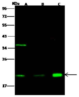 Western Blot Centrin 2 Antibody - Azide and BSA Free