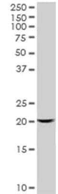 Western Blot: Centrin 3 Antibody (3E6) [H00001070-M01] - Analysis of 293T cells using Centrin 3 antibody (3E6). Image from verified customer review.