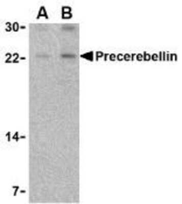 Western Blot Cerebellin-1/Precerebellin Antibody - BSA Free