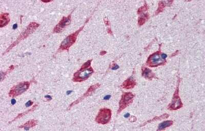 Immunohistochemistry: Cerebellin-4 Antibody [NBP2-84664] - Immunohistochemistry with Human, cortex tissue at an antibody concentration of 5.0ug/ml using anti-CBLN4 antibody
