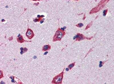 Immunohistochemistry: Cerebellin-4 Antibody [NBP2-84664] - Human cortex