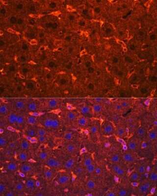 Immunohistochemistry: Ceruloplasmin Antibody [NBP3-03563] - Immunofluorescence analysis of Mouse liver using Ceruloplasmin Rabbit pAb (NBP3-03563) at dilution of 1:100. Blue: DAPI for nuclear staining.