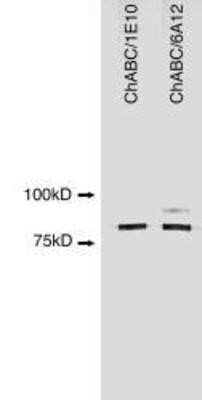 Western Blot: ChABC Antibody (6A12) - Azide and BSA Free [NBP2-80666] - Western blot analysis of ChABC using NBP1-96141 (ChABC/1E10) and NBP1-96142 (ChABC/6A12). See Notes for additional information. Image from the standard format of this antibody.