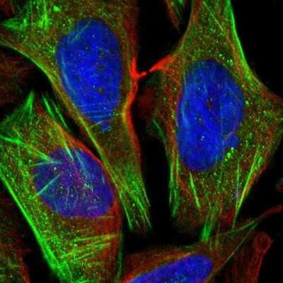 Immunocytochemistry/Immunofluorescence: ChGn Antibody [NBP2-56242] - Staining of human cell line U-2 OS shows localization to actin filaments.