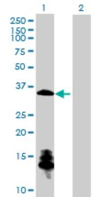 Western Blot: ChGn Antibody [H00055790-B01P] - Analysis of CSGALNACT1 expression in transfected 293T cell line by CSGALNACT1 polyclonal antibody.  Lane 1: ChGn transfected lysate(32.78 KDa). Lane 2: Non-transfected lysate.