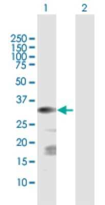 Western Blot: ChGn Antibody [H00055790-D01P] - Analysis of ChGn expression in transfected 293T cell line by ChGn polyclonal antibody.Lane 1: ChGn transfected lysate(33.90 KDa).Lane 2: Non-transfected lysate.