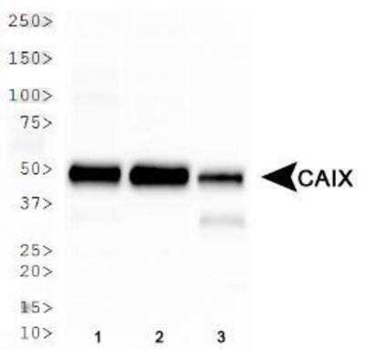 Western Blot: Chemotherapy Insensitive Tumor Cells Antibody Pack [NBP1-78942] - Analysis in 1) HeLa, 2) MDA-MB-231, and 3) A549 whole cell lysates. Specific bands were detected for Carbonic Anhydrase IX/CA9 using NB100-417 at a molecular weight of 50 kDa.