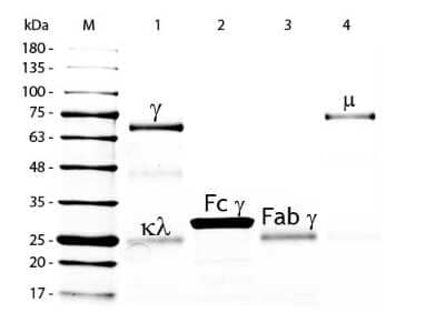 SDS-Page: Chicken IgM Native Protein [NBP1-96785] - SDS-PAGE of Chicken IgM Whole Molecule. Lane M: 5 uL Opal Prestained Marker. Lane 1: Reduced Chicken IgG Whole Molecule. Lane 2: Reduced Chicken IgG F(c) Fragment. Lane 3: Reduced Chicken IgG Fab Fragment. Lane 4: Reduced Chicken IgM Whole Molecule. Load: 1 ug per lane. Predicted/Observed size: IgG at 72 and 25 kDa; F(c) at 25 kDa; Fab at 25 kDa; IgM at 75 kDa. Observed F(c) Fragment migrates slightly higher. Other bands: Chicken IgG heavy chain alternative splicing variant at approximately 40 kDa in Lane 1.