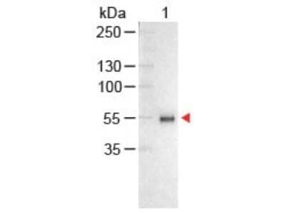 Western Blot: Chicken anti-Human IgG (H+L) Secondary Antibody [Alkaline Phosphatase] [NB120-6865] - Western Blot of Chicken anti-Human IgG (H+L) Secondary Antibody [Alkaline Phosphatase]Lane 1:  Human IgG Load:  100 ng per laneSecondary antibody:  Chicken anti-Human IgG (H+L) Secondary Antibody [Alkaline Phosphatase] at 1:1000 for 60 min at RTBlock:  Fluorescent blocking buffer for 30 min at RT.Predicted/Observed size:  55 and 28 kDa, 55 kDa
