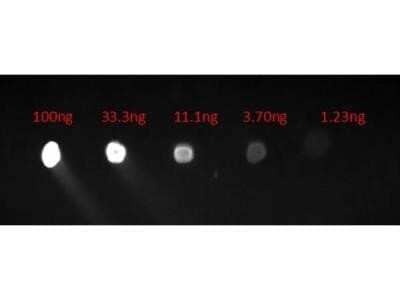 Dot Blot: Chicken anti-Human IgG (H+L) Secondary Antibody [NB120-6713] - Dot Blot of Chicken anti-Human IgG (H+L) Secondary Antibody [FITC]. Lane 1: 100ng. Lane 2: 33.3ng. Lane 3: 11.1ng. Lane 4: 3.7ng. Lane 5: 1.23ng. Chicken anti-Human IgG (H+L) Secondary Antibody [FITC] 1ug/ml.  Blocked for 30 min at RT. Image from the FITC version of this antibody.