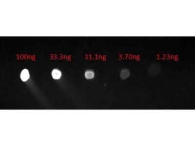 Dot Blot: Chicken anti-Human IgG (H+L) Secondary Antibody [FITC] [NB120-6860] - Dot Blot of Chicken anti-Human IgG (H+L) Secondary Antibody [FITC].Lane 1: 100ng.Lane 2: 33.3ng.Lane 3: 11.1ng.Lane 4: 3.7ng.Lane 5: 1.23ng.Secondary Antibody: Chicken anti-Human IgG (H+L) Secondary Antibody [FITC]Blocking Buffer: Universal blocking buffer for 30 min at RT.