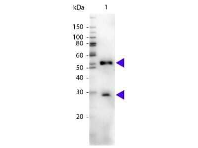 Western Blot: Chicken anti-Mouse IgG (H+L) Secondary Antibody [HRP] [NBP1-73541] - Western blot of Chicken anti-Mouse IgG (H+L) Secondary Antibody [HRP].Lane 1:  Mouse IgG.Lane 2:  None.Load:  50 ng per lane.Primary antibody:  None.Secondary antibody:  Chicken anti-Mouse IgG (H+L) Secondary Antibody [HRP] at 1:1000 for 60 min at RT.Blocking:  Fluorescent blocking buffer for 30 min at RT.Predicted/Observed size:  25 & 55 kDa, 25 & 55 kDa for Mouse IgG.Other band(s):  None.