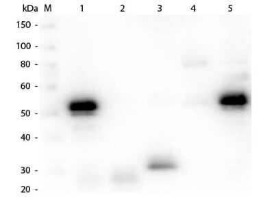 Western Blot: Chicken anti-Rabbit IgG (H+L) Secondary Antibody [Alkaline Phosphatase] [NB120-6830] - Western Blot of Chicken anti-Rabbit IgG (H+L) Secondary antibody [Alkaline Phosphatase]. Lane M: 3 ul Molecular Ladder. Lane 1: Rabbit IgG whole molecule. Lane 2: Rabbit IgG F(ab) Fragment. Lane 3: Rabbit IgG F(c) Fragment. Lane 4: Rabbit IgM Whole Molecule. Lane 5: Normal Rabbit Serum. All samples were reduced. Load: 50 ng per lane. Block for 30 min at RT. Primary Antibody: Chicken anti-Rabbit IgG (H+L) Secondary antibody [Alkaline Phosphatase] 1:1,000 for 60 min at RT. Secondary antibody: Anti-Chicken IgG (GOAT) Peroxidase Conjugated Antibody 1:40,000 in blocking buffer for 30 min at RT. Predicted/Obsevered Size: 25 and 50 kDa for Rabbit IgG and Serum, 25 kDa for F(c) and F(ab), 70 and 23 kDa for IgM. Rabbit F(c) migrates slightly higher.