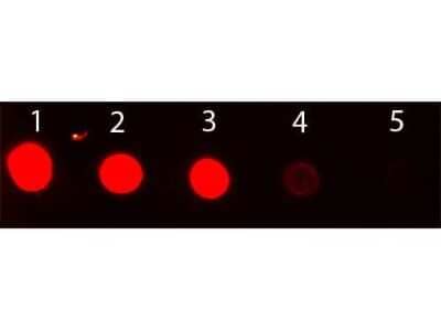 Dot Blot: Chicken anti-Rabbit IgG (H+L) Secondary Antibody [FITC] [NBP1-73333] - Dot Blot of Chicken anti-Rabbit IgG (H+L) Secondary antibody [FITC].Antigen: Rabbit IgGLoad: Lane 1 - 50 ng Lane 2 - 16.67 ng Lane 3 - 5.56 ng Lane 4 - 1.85 ng Lane 5 - 0.62 ng.Primary antibody: none.Secondary antibody: Chicken anti-Rabbit IgG (H+L) Secondary antibody [FITC] 1:1,000 for 60 min at RT.Block for 1 HR at RT.