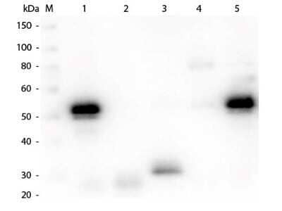 Western Blot: Chicken anti-Rabbit IgG (H+L) Secondary Antibody [Rhodamine] [NB120-6826] - Lane 1: Rabbit IgG whole molecule. Lane 2: Rabbit IgG F(ab) Fragment. Lane 3: Rabbit IgG F(c) Fragment. Lane 4: Rabbit IgM Whole Molecule. Lane 5: Normal Rabbit Serum. All samples were reduced. Load: 50 ng per lane. Block: incubated with blocking buffer for 30 min at RT. Primary Antibody: Anti-Rabbit IgG (H&L) (CHICKEN) Antibody 1:1,000 for 60 min at RT. Secondary antibody: Anti-Chicken IgG (GOAT) Peroxidase Conjugated Antibody 1:40,000 in incubated with blocking buffer for 30 min at RT. Predicted/Observed Size: 25 and 50 kDa for Rabbit IgG and Serum, 25 kDa for F(c) and F(ab), 70 and 23 kDa for IgM. Rabbit F(c) migrates slightly higher.