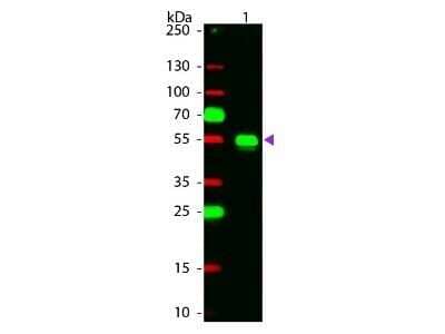 Western Blot: Chicken anti-Rabbit IgG (H+L) Secondary Antibody [Rhodamine] [NB120-6826] - Western Blot of Chicken anti-Rabbit IgG (H+L) Secondary Antibody [Rhodamine].  Lane 1:  Rabbit IgG.  Lane 2:  None.  Load:  50 ng per lane.Primary antibody:  None.Secondary antibody:  Chicken anti-Rabbit IgG (H+L) Secondary Antibody [Rhodamine] at 1:1000 for 60 min at RT.Block:  Fluorescent blocking buffer for 30 min at RT.Predicted/Observed size:  28 & 55 kDa, 55 kDa for Rabbit IgG. Other band(s): None.