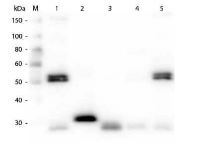 Western Blot: Chicken anti-Rat IgG (H+L) Secondary Antibody [Alkaline Phosphatase] [NBP1-72629] - Western Blot of Chicken anti-Rat IgG (H+L) Secondary antibody [Alkaline Phosphatase]. Lane M: 3 ul Molecular Ladder. Lane 1: Rat IgG whole molecule. Lane 2: Rat IgG F(c) Fragment. Lane 3: Rat IgG Fab Fragment. Lane 4: Rat IgM Whole Molecule. Lane 5: Rat Serum. All samples were reduced. Load: 50 ng per lane. Block: 30 min at RT. Primary Antibody: Chicken anti-Rat IgG (H+L) Secondary antibody [Alkaline Phosphatase] 1:1,000 for 60 min at RT. Secondary Antibody: Anti-Chicken IgG (GOAT) Peroxidase Conjugated Antibody 1:40,000 in 30 min at RT. Predicted/Observed Size: 25 and 55 kDa for Rat IgG and Serum, 25 kDa for F(c) and Fab, 78 and 25 kDa for IgM . Rat F(c) migrates slightly higher.