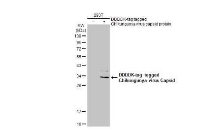 Western Blot: Chikungunya Virus Capsid Antibody [NBP3-13436] - Non-transfected (-) and transfected (+) 293T whole cell extracts (30 ug) were separated by 12% SDS-PAGE, and the membrane was blotted with Chikungunya Virus Capsid antibody (NBP3-13436) diluted at 1:5000. The HRP-conjugated anti-rabbit IgG antibody (NBP2-19301) was used to detect the primary antibody.